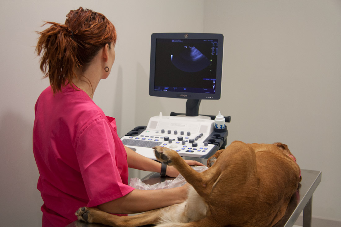 paula-mira-veterinaria-2