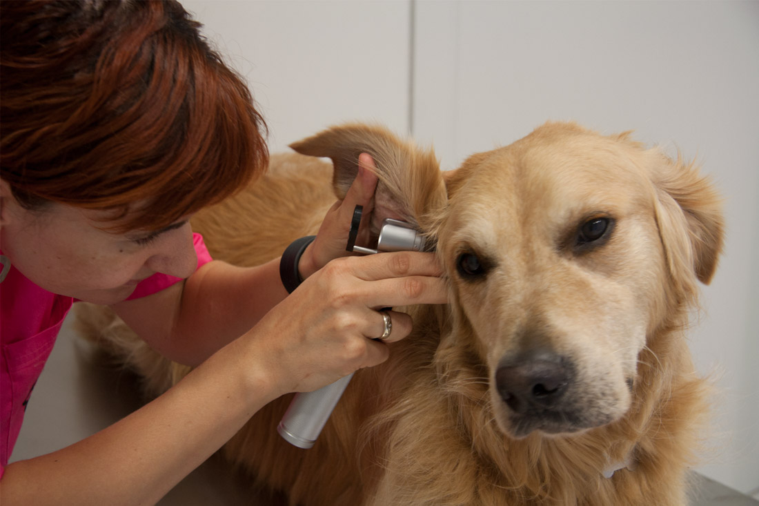 paula-mira-veterinaria-3