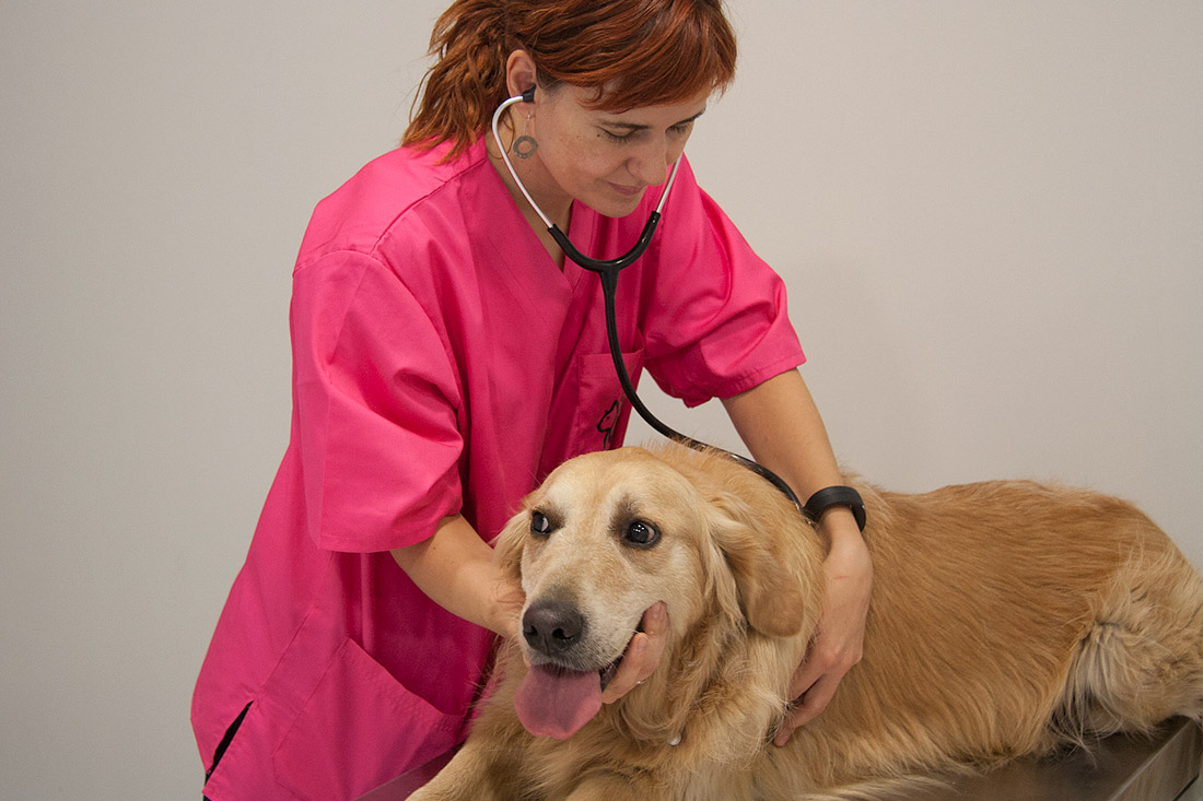 consulta-medicina-general-especialitats